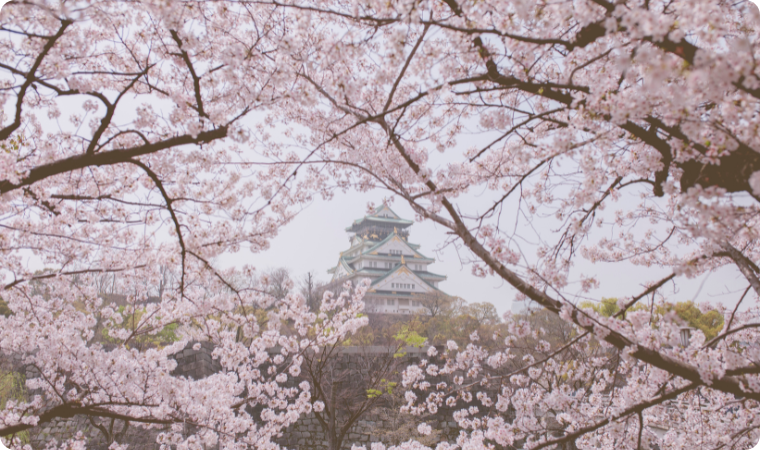 osaka castle japan cherry blossoms
